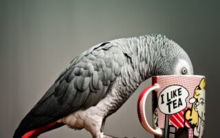 اصول تغذیه طوطی