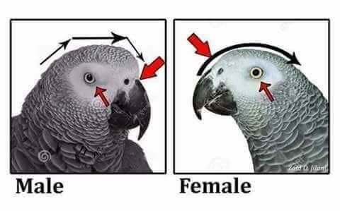 تعیین جنسیت کاسکو